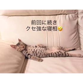 家族募集中　子猫　しいなちゃん　癖強めな寝相の画像
