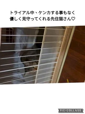 子猫のしいなちゃん、正式譲渡となりました！の記事動画