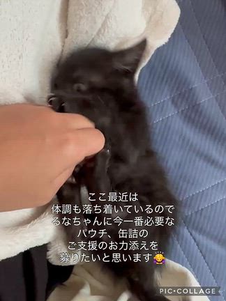 仔猫るなちゃんへパウチ、缶詰のご支援のお願いm(_ _)mの記事動画
