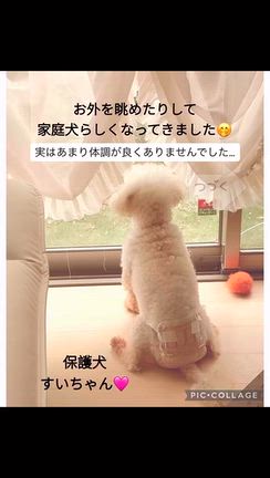 観察中　プードル　すいちゃん　家庭犬らしくなってきましたの記事動画