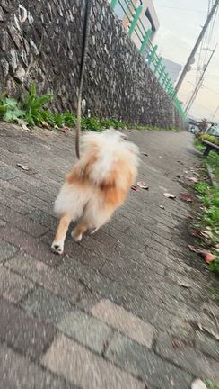 家族大募集中ポメラニアンさわちゃんの記事動画