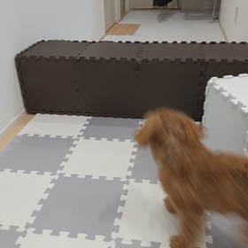 飛び越えた❗️の画像