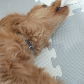 犬もっぷの画像