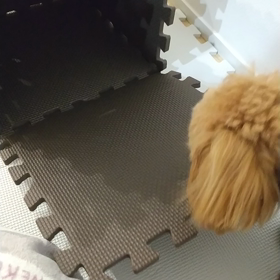 遊びですの画像