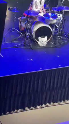 こんばんわんこにゃんにゃんにゃんの記事動画