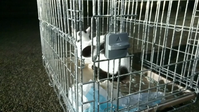 白黒ママのリリースの記事動画