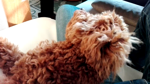 今日のワンコの記事動画