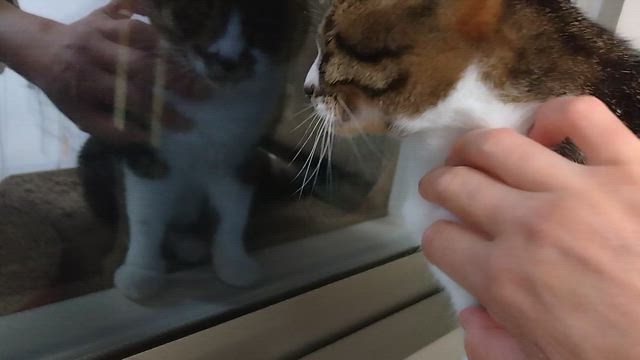 たびちゃん♀(年齢不明)の記事動画