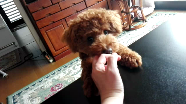 今日のわんこの記事動画