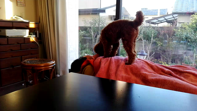 構ってくんですの記事動画
