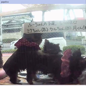 ミぃちゃん生後５５日ライブの画像