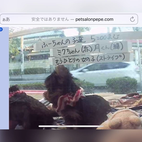 ミぃちゃん生後６０日ライブの画像