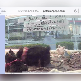 ミぃちゃん生後５８日ライブの画像