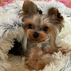 ミぃちゃん生後４６日ライブの画像