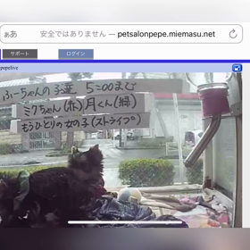ミぃちゃん生後６２日ライブの画像