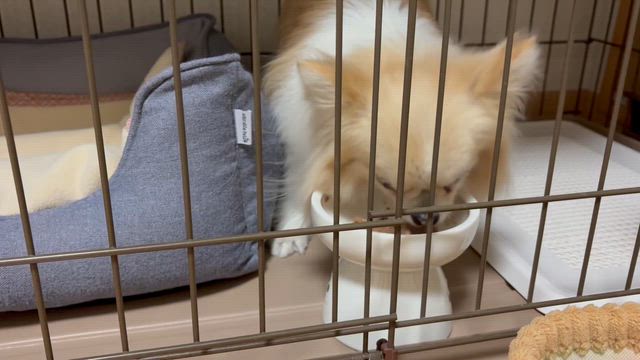 ゆんちゃん、抜歯手術6日目に退院の記事動画