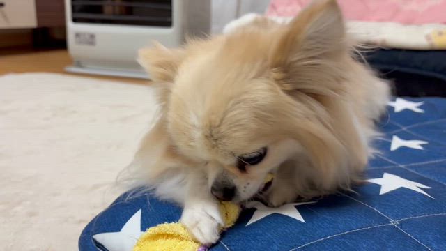 ゆんちゃん、ロープ引っ張って大丈夫？の記事動画