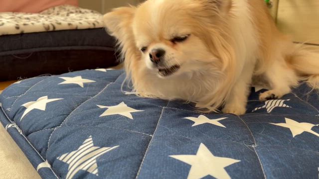 対照的な食べ方の記事動画