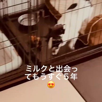 【里親様からのお便り】　 チワワ　ミルクちゃん　 　の記事動画