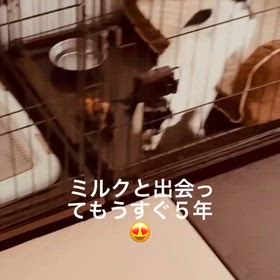 【里親様からのお便り】　 チワワ　ミルクちゃん　 　の画像