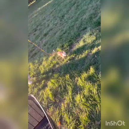 【里親様からのお便り】　 チワワ　あさえもんちゃん　 　の記事動画