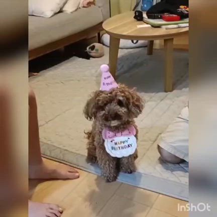 【里親様からのお便り】　 トイプードル　みあちゃん　の記事動画