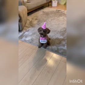 【里親様からのお便り】　 トイプードル　みあちゃん　 　の画像