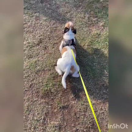【里親様からのお便り】　 ジャックラッセルテリア　ニコちゃん　 　の記事動画