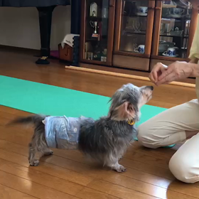 【くっつき虫】のゴーシュくんの画像