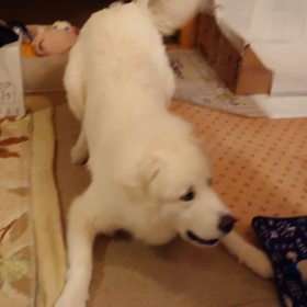 ごはん ちょうだいの画像