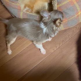 保護させていただいた4ヶ月チワワのボクちゃんの画像