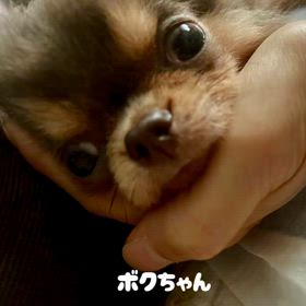 保護させていただいた6ヶ月チワワのボクちゃんの画像