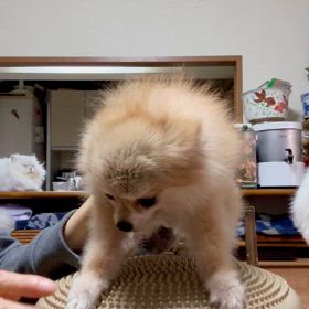 水頭症の3歳ポメラニアンのポーちゃんの画像