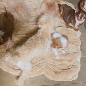 2ヶ月、水頭症のギャビー2ちゃんの画像