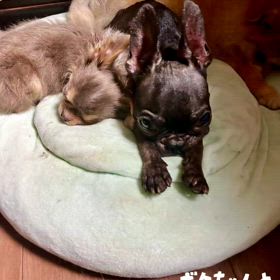 保護させていただいた6ヶ月チワワのボクちゃんの画像