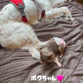 ボクちゃんや皆んなの画像