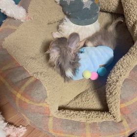 保護させていただいた4ヶ月チワワのボクちゃんとラクちゃんの画像