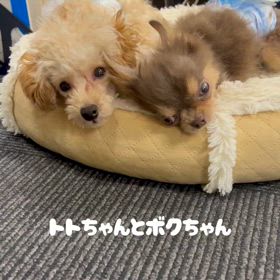 保護させていただいたトトくんとボクちゃんの画像