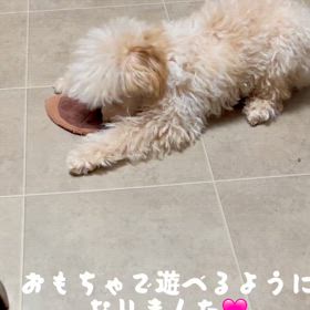 脳障害の5ヶ月トイプードルのトトくんの画像
