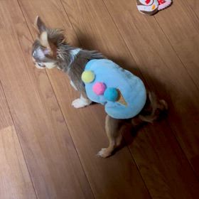 保護させていただいた3〜4ヶ月チワワのボクちゃん探しての画像