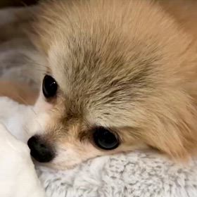 水頭症のポーちゃんの画像