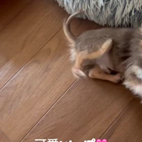 保護させていただいた5ヶ月チワワのボクちゃんの画像