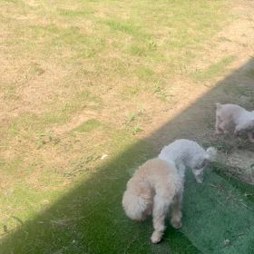 小さな花壇の小さな荒らしワンの画像