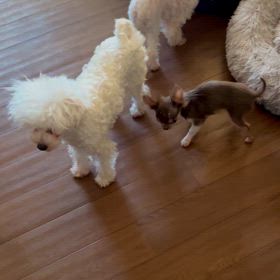 保護させていただいた3ヶ月チワワのボクちゃんの画像