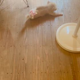 なんとか動けるようにの画像
