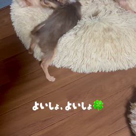 保護させていただいた5ヶ月チワワのボクちゃんの画像