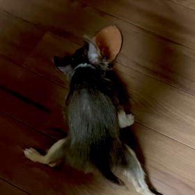 保護させていただいた3ヶ月チワワのボクちゃんの画像