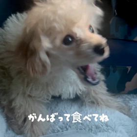 脳障害の5ヶ月トイプードルのトトくんの画像