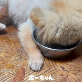 ポーちゃん良くなりましたの画像