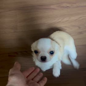 保護させていただいたチワワのティピちゃんの画像